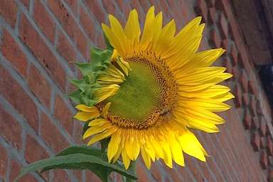 Ihr Fernstudium Heilpraktiker:in Psychotherapie live-online: Sonnenblume für die aufblühende Seele